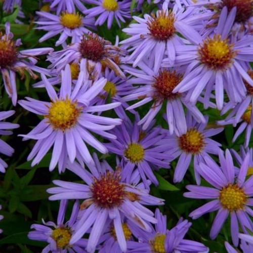 Aster Hirsute Prof. Anton Kippenberg - Aster Dumosus