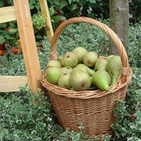 Panier de cueillette