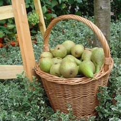 Panier de cueillette