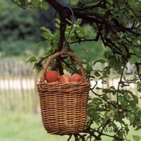 Panier de cueillette-3