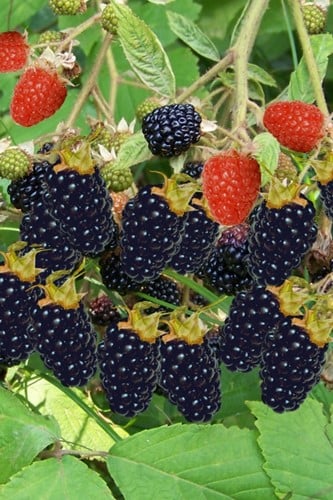 Rubus Thornless Evergreen - Mûrier