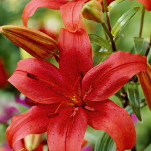 Lis Asiatique Rouge - Lilium Asiaticum