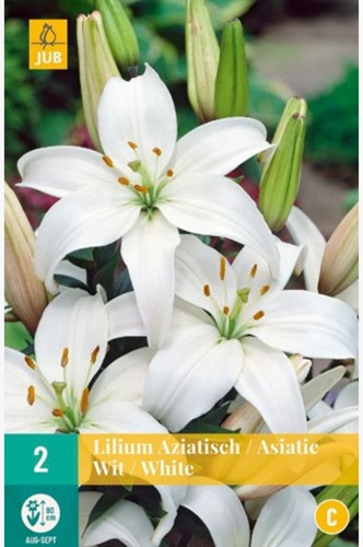 Lis Asiatique Blancs - Lilium Asiaticum