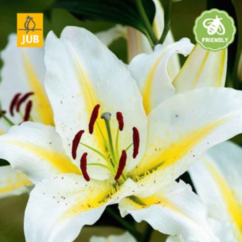 Lilium Baferrari - Lys