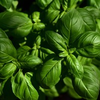 Basilic-2