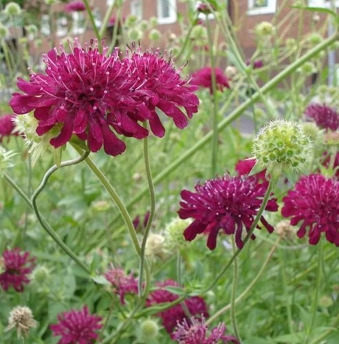 Petite Scabieuse de Macédoine - Knautia macedonica