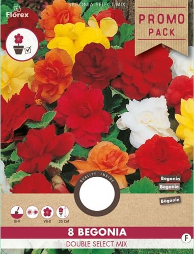 Begonia Double en Mélange