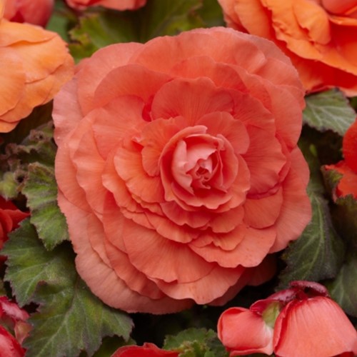 Begonia F1 Superba Saumon