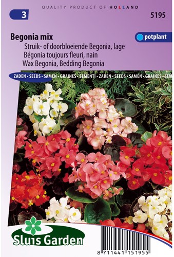 Begonia toujours fleuri, nain en mélange