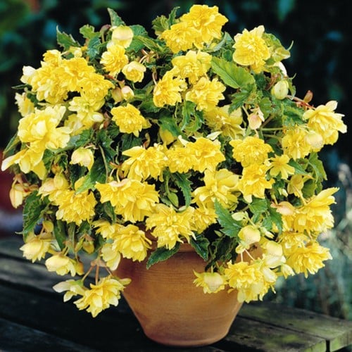 Begonia Pendula Jaune