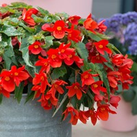 Begonia Pendula Rouge