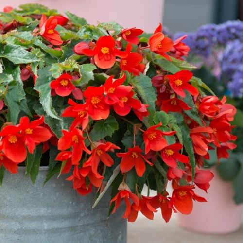 Begonia Pendula Rouge