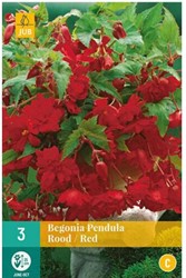 Begonia Pendula Rouge