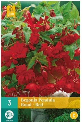 Begonia Pendula Rouge