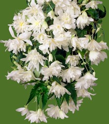 Begonia Pendula Blanc