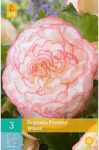Begonia White Picotee - Begonia odorata