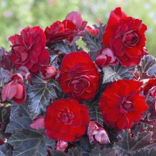 Begonia Switzerland - Begonia à feuilles noires