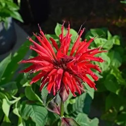 Monarde Cambridge Scarlet - Monarda (Pack de Trois)