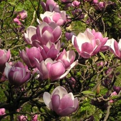 Magnolia de Chine - Magnolia Soulangeana