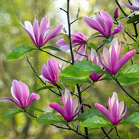Magnolia Susan - Tulipier