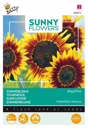 Tournesol Ring of Fire - Sunny Flowers