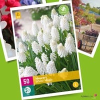 Jacinthes à grappes White Magic – Muscari (XL-Emballage)-2