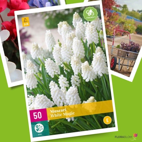 Jacinthes à grappes White Magic – Muscari (XL-Emballage)-2