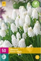 Jacinthes à grappes White Magic – Muscari (XL-Emballage)