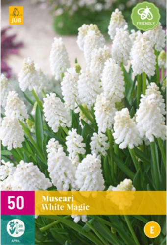 Jacinthes à grappes White Magic – Muscari (XL-Emballage)