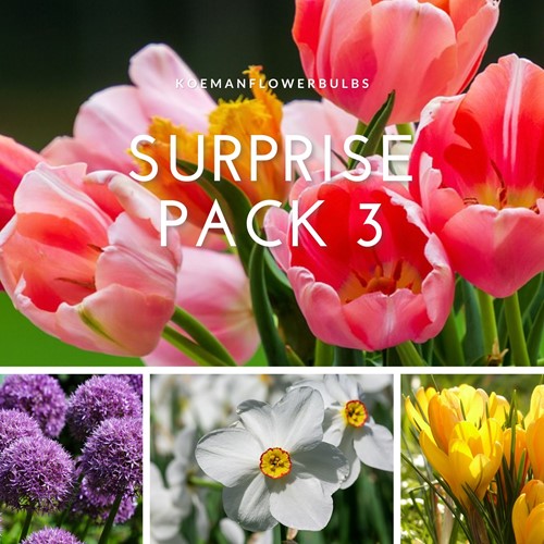 Bulbes Surprise Pack 3