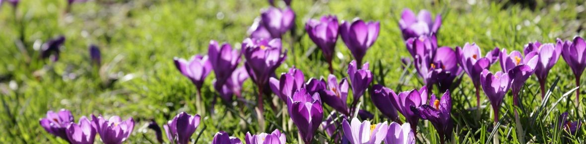 Quels bulbes à fleurs conviennent à la pelouse ? Voici ce qu’il faut savoir