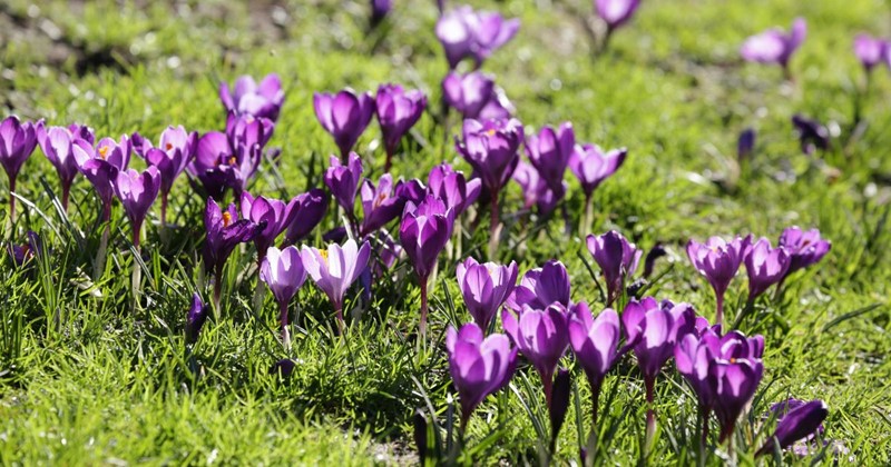 Quels bulbes à fleurs conviennent à la pelouse ? Voici ce qu’il faut savoir
