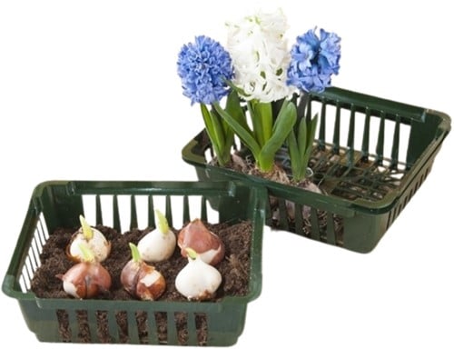 Plante Panier des bulbes 250x210x75 mm. - Nature