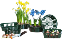 Plante Panier des bulbes 26 cm. - Nature-2