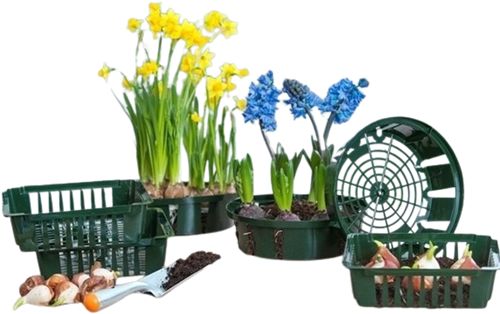 Plante Panier des bulbes 26 cm. - Nature-2