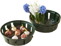 Plante Panier des bulbes 26 cm. - Nature