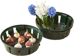 Plante Panier des bulbes 26 cm. - Nature