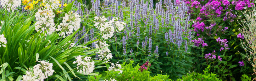 Les plantes de plate-bande inspiration