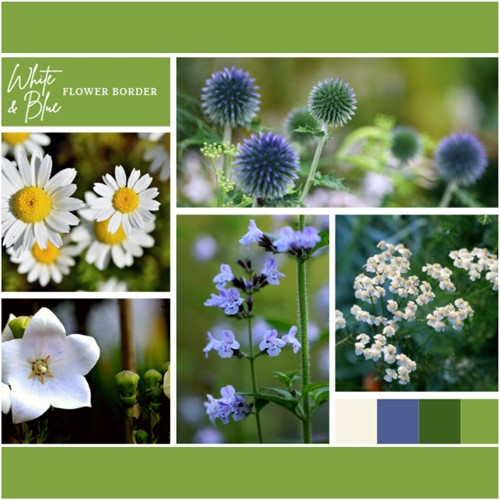 Plate-bande Blanc et Bleu (6 plantes: 1m²)