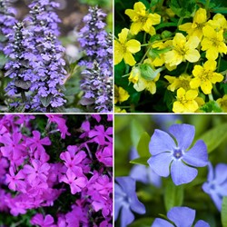 Paquet de plate-bande – Plantes couvre-sol fleuries (12 plantes pour 1,5 m²)