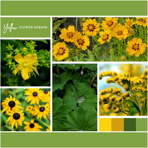 Plate-bande Jaune (6 plantes: 1m²)