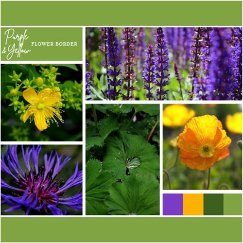 Plate-bande Violette et Jaune (6 plantes: 1m²)