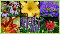 Paquet de plate-bande pour plate-bande à longue floraison (12 plantes: 2m2)-2