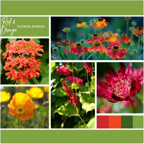 Plate-bande Rouge et Orange (6 plantes:1m²)