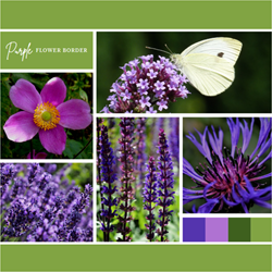 Plate-bande violette (12 plantes: 2m²)
