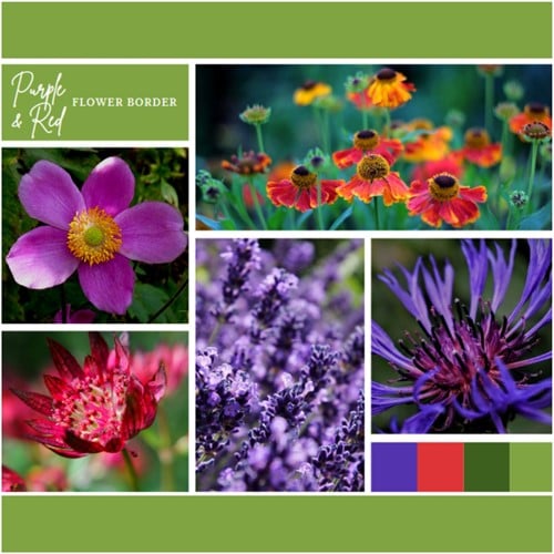 Plate-bande Violette et Rouge (6 plantes:1m²)