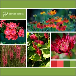 Plate-bande Rouge (6 plantes: 1m²)