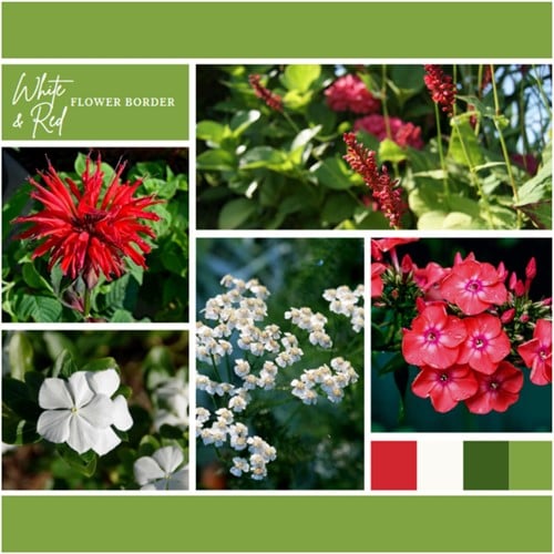 Plate-bande Blanc et Rouge (9 plantes: 1,5m2)