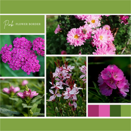 Plate-bande Rose (6 plantes: 1m²)