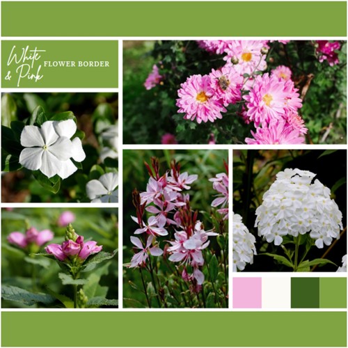 Plate-bande Blanc et Rose (9 plantes: 1,5m²)